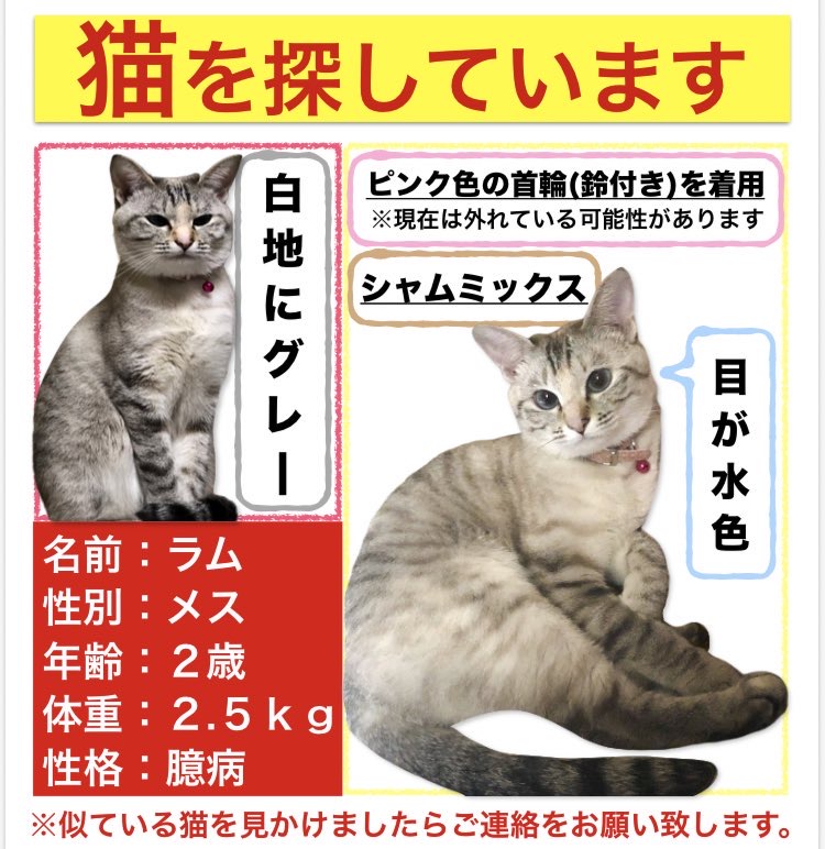 迷子猫 東京都 メス猫 19年10月8日