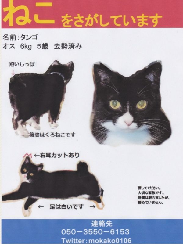 迷子猫 千葉県千葉市美浜区真砂 オス猫 平成30年2月28日